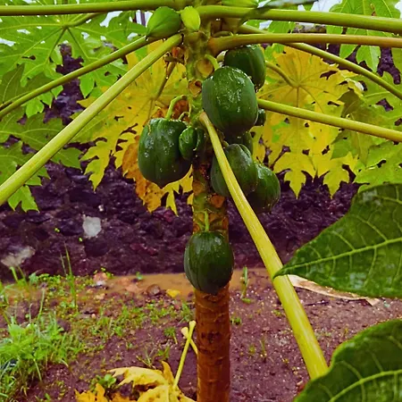 Karjat Hills - Refreshing Farmstay-3